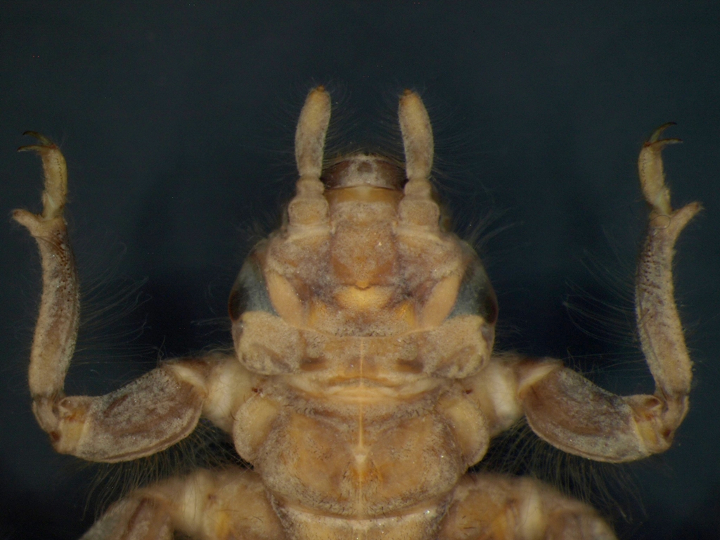 Gomphus vulgatissimus